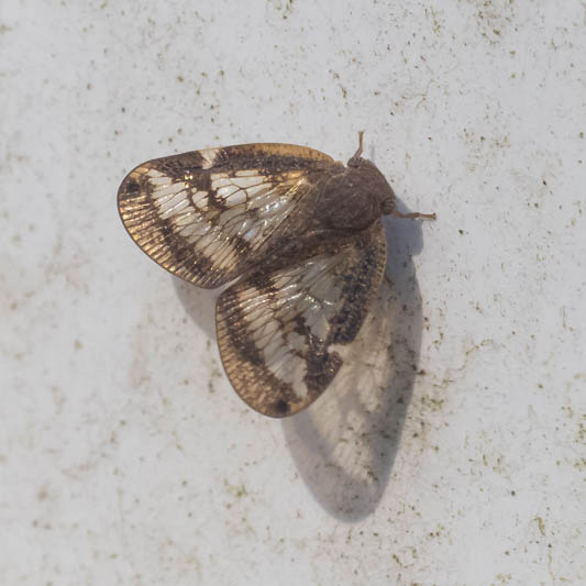 Scolypopa australis (Passionvine Hopper).jpg